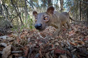 Endemic Prints: Adult male fossa (Crytoprocta ferox) investigating camera set in leaf litter