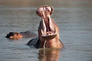 Animal Mouth Prints: Adult male Hippopotamus (Hippopotamus amphibius) posturing in aggressive yawn behavior