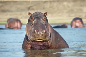 Hippopotamus Prints: Adult male hippopotamus (Hippopotamus amphibius) in a river