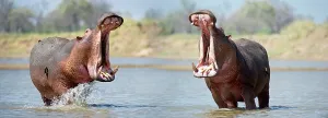 Annoyed Prints: Adult male Hippos (Hippopotamus amphibius) posturing in aggressive yawn behavior