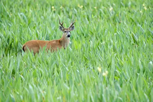 Cervidae Prints: Adult male Marsh Deer (Blastocerus dichotomus) in swamp / marsh area