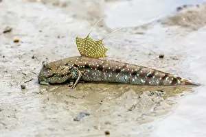 Spinal Prints: Adult male mudskipper (Periophthalmus spp)