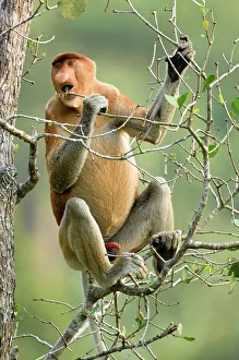 Island Of Borneo Prints: Adult male Proboscis monkey (Nasalis larvatus) feeding in mangrove forest