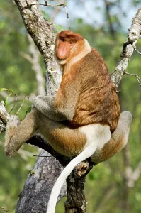 Island Of Borneo Prints: Adult male Proboscis monkey (Nasalis larvatus) feeding in mangrove forest