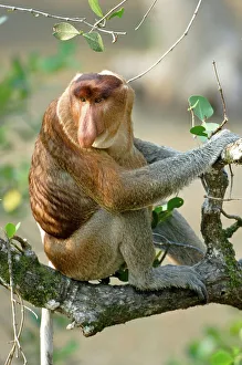 Island Of Borneo Prints: Adult male Proboscis monkey (Nasalis larvatus) sitting on a tree