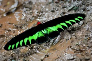 Trending: Adult male Rajah Brooke's Birdwing (Trogonoptera brookiana) drinking from edge of rainforest puddle