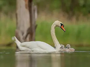 Swamp Prints: Adult mute swan with babies on the water