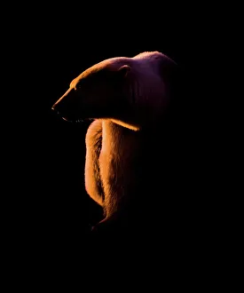 Omnivorous Prints: Adult Polar bear (Ursus maritimus) at sunset on the shores of Hudson Bay
