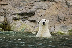 Nanook Prints: An adult polar bear (Ursus maritimus) in waters along the coast of Svalbard