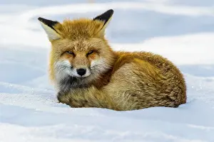 Vulpes Prints: Adult red fox (Vulpes vulpes) hunting by the roadside at Yellowstone National Park