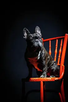 Canine Prints: Adult sad black purebred french bulldog sitting on chair