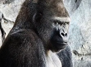 Shoulder Prints: Adult silverback gorilla looking at camera