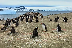 Lindblad Expeditions Prints: Adventure Adventure Travel Aitcho Island Aitcho Islands