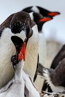 Lindblad Expeditions Prints: Adventure Adventure Travel Aitcho Island Aitcho Islands