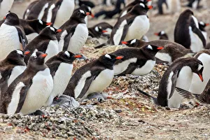 Lindblad Expeditions Prints: Adventure Adventure Travel Aitcho Island Aitcho Islands