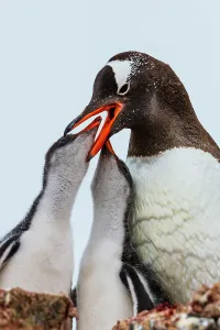 Lindblad Expeditions Prints: Adventure Adventure Travel Antarctica British Base A