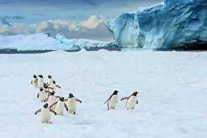 Lindblad Expeditions Prints: Adventure Adventure Travel Antarctica Climate Change