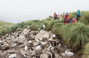 Baby Boomer Prints: Adventure tourists look onto a Black Browed Albatross rookery where young are being raised
