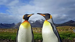 Penguin Prints: Adventure Travel Adventure Antarctica Climate Change