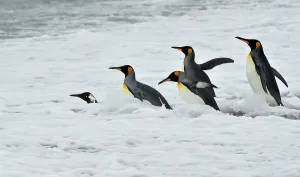 Flightless Prints: Adventure Travel Adventure Antarctica Climate Change