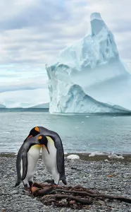 Animal Wildlife Prints: Adventure Travel Adventure Antarctica Climate Change