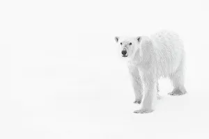 Lindblad Expeditions Prints: Adventure Travel Arctic Arctic Ocean Black & White