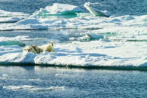 Lindblad Expeditions Prints: Adventure Travel Arctic Arctic Ocean Climate Change