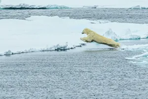 Lindblad Expeditions Prints: Adventure Travel Arctic Arctic Ocean Climate Change