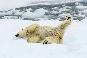 Lindblad Expeditions Prints: Adventure Travel Arctic Arctic Ocean Climate Change