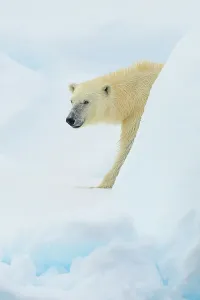Lindblad Expeditions Prints: Adventure Travel Arctic Arctic Ocean Climate Change