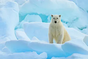 Lindblad Expeditions Prints: Adventure Travel Arctic Arctic Ocean Climate Change