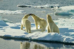 Lindblad Expeditions Prints: Adventure Travel Arctic Arctic Ocean Climate Change