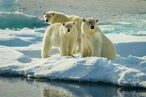 Lindblad Expeditions Prints: Adventure Travel Arctic Arctic Ocean Climate Change