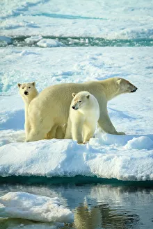 Lindblad Expeditions Prints: Adventure Travel Arctic Arctic Ocean Climate Change