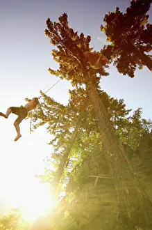 Thrill Prints: Adventurer swinging from a tall tree at sunset