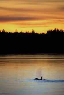 Animal Wildlife Prints: Aerial Alaska DJI Drone Bc. Alert Bay Boat British Colombia