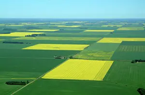 Farm Prints: aerial, canola fields, Nipawin, Saskatchewan