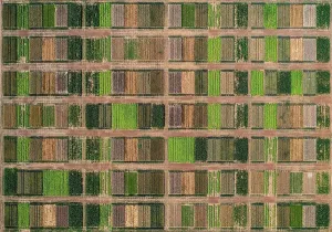 Green Color Prints: Aerial drone POV green and brown crops forming pattern