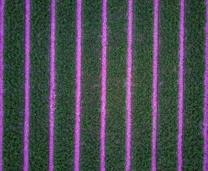 Tulip Prints: Aerial of tulip field in Vogelenzang, North Holland, The Netherlands