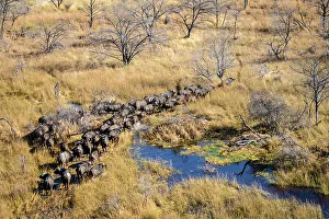 Okavango Prints: Aerial view of African buffalo or Cape buffalo (Syncerus caffer)