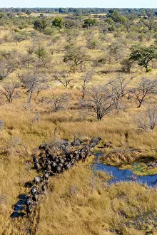 Wide Open Spaces Prints: Aerial view of African buffalo or Cape buffalo (Syncerus caffer)