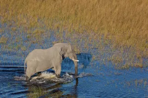 Aerialview Prints: Aerial view of African bush elephant (Loxodonta africana)