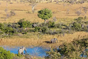 Aerialview Prints: Aerial view of African bush elephant (Loxodonta africana)