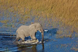 Aerialview Prints: Aerial view of African bush elephant (Loxodonta africana)