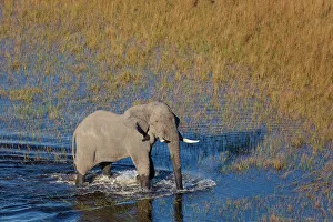 Aerialview Prints: Aerial view of African bush elephant (Loxodonta africana)