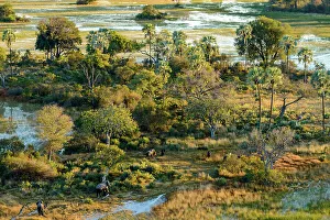 Wildanimal Prints: Aerial view of African Bush Elephant (loxodonta africana) herd