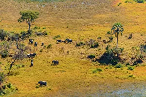 Wildanimal Prints: Aerial view of African Bush Elephant (loxodonta africana) herd