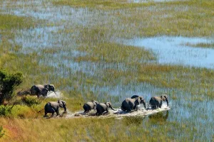 Wildanimal Prints: Aerial view of African Bush Elephant (loxodonta africana) herd