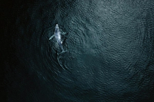 Giant Prints: Aerial view of baby humpback whale in Pacific ocean near Baja California Sur, Mexico