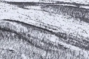 Natural Preserve Prints: Aerial view over birch trees in the snow of taiga, boreal forest in winter, Dovrefjell